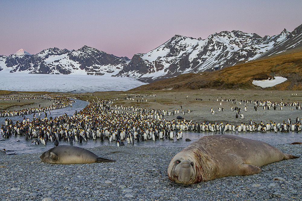 Bull southern elephant seal (Mirounga leonina) on South Georgia Island in the Southern Ocean. MORE INFO The southern elephant seal is not only the most massive pinniped but also the largest member of the order Carnivora to ever live. The world's populatio