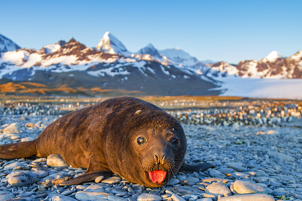 Southern elephant seal (Mirounga leonina) pup, called weaners once their mothers stop nursing, South Georgia Island, Southern Ocean