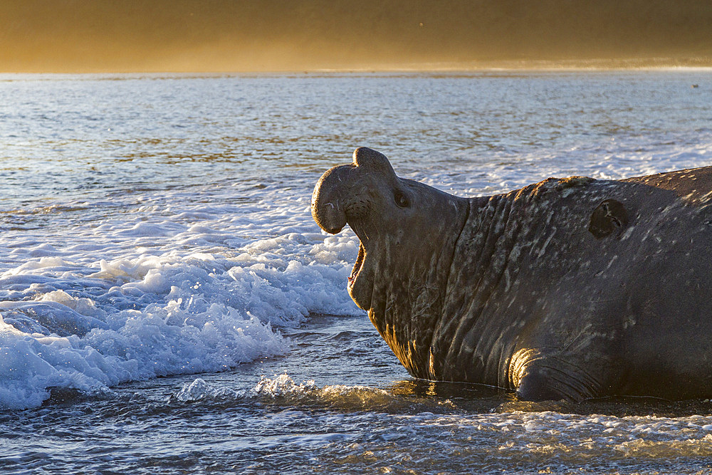 Bull southern elephant seal (Mirounga leonina) on South Georgia Island in the Southern Ocean. MORE INFO The southern elephant seal is not only the most massive pinniped but also the largest member of the order Carnivora to ever live. The world's populatio