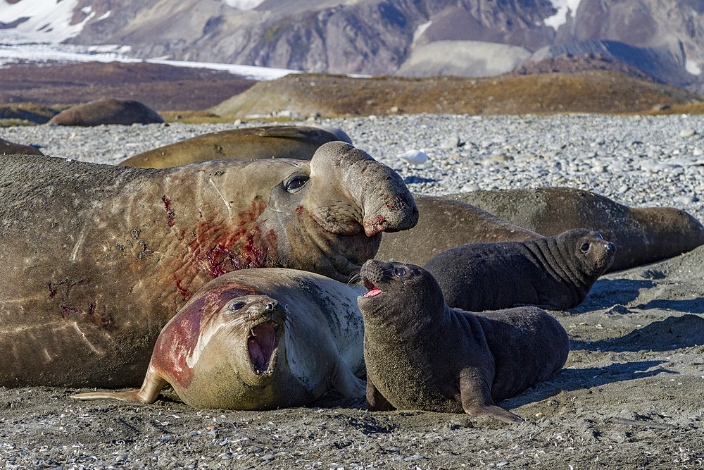 Southern elephant seal (Mirounga leonina) mating behavior on South Georgia Island, Southern Ocean