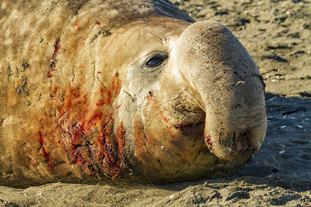 Bull southern elephant seal (Mirounga leonina) on South Georgia Island, Southern Ocean