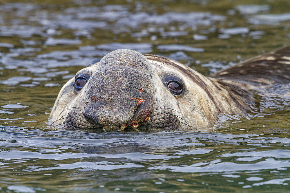 Bull southern elephant seal (Mirounga leonina) on South Georgia Island in the Southern Ocean. MORE INFO The southern elephant seal is not only the most massive pinniped but also the largest member of the order Carnivora to ever live. The world's populatio