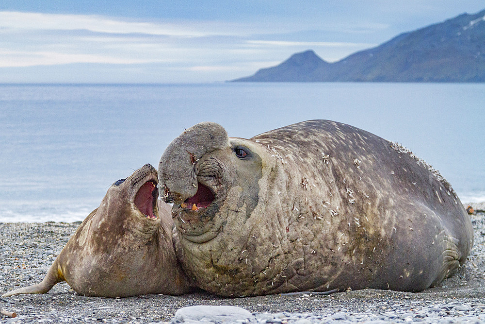 Southern elephant seal (Mirounga leonina) mating behavior on South Georgia Island in the Southern Ocean. MORE INFO The southern elephant seal is not only the most massive pinniped but also the largest member of the order Carnivora to ever live. The world'