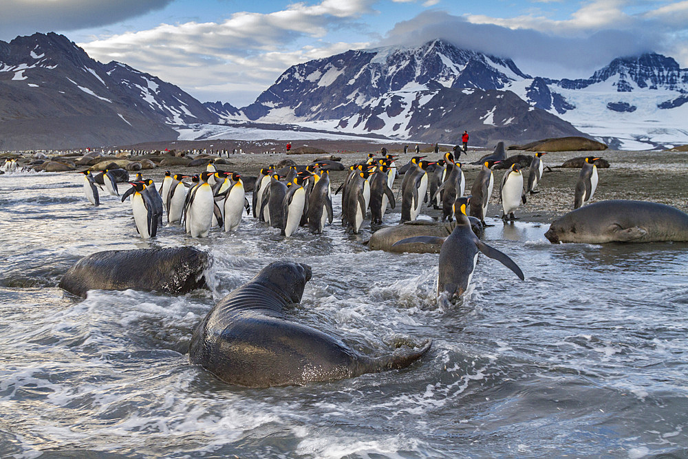 Southern elephant seal (Mirounga leonina) pup (often called 'weaners' once their mothers stop nursing them) on South Georgia Island in the Southern Ocean. MORE INFO The southern elephant seal is not only the most massive pinniped but also the largest memb