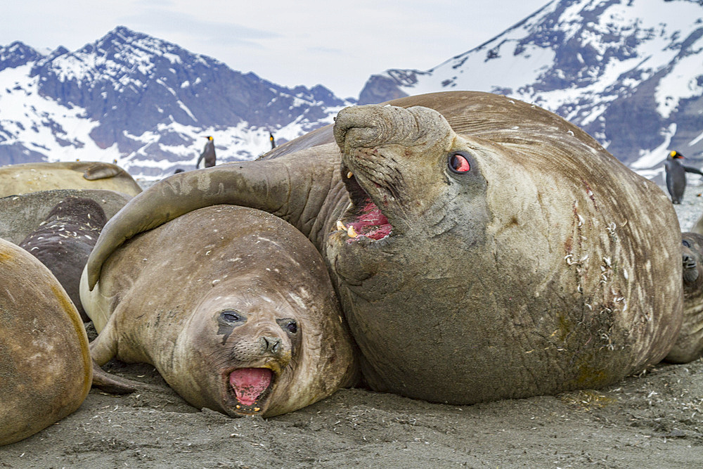 Southern elephant seal (Mirounga leonina) mating behavior on South Georgia Island in the Southern Ocean. MORE INFO The southern elephant seal is not only the most massive pinniped but also the largest member of the order Carnivora to ever live. The world'