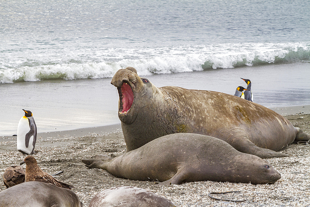 Southern elephant seal (Mirounga leonina) mating behavior on South Georgia Island, Southern Ocean