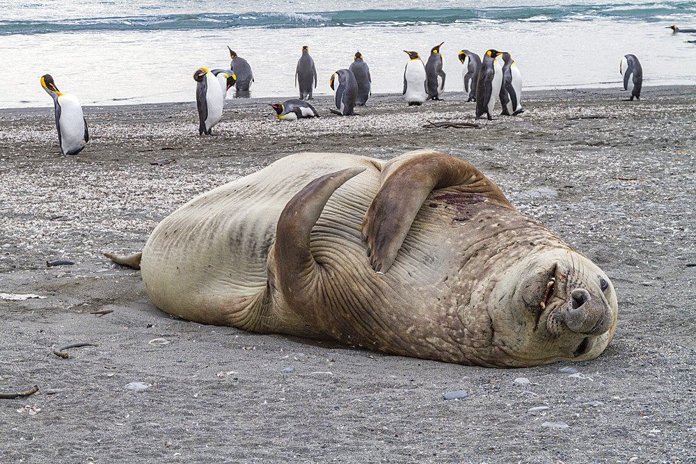 Bull southern elephant seal (Mirounga leonina) on South Georgia Island, Southern Ocean