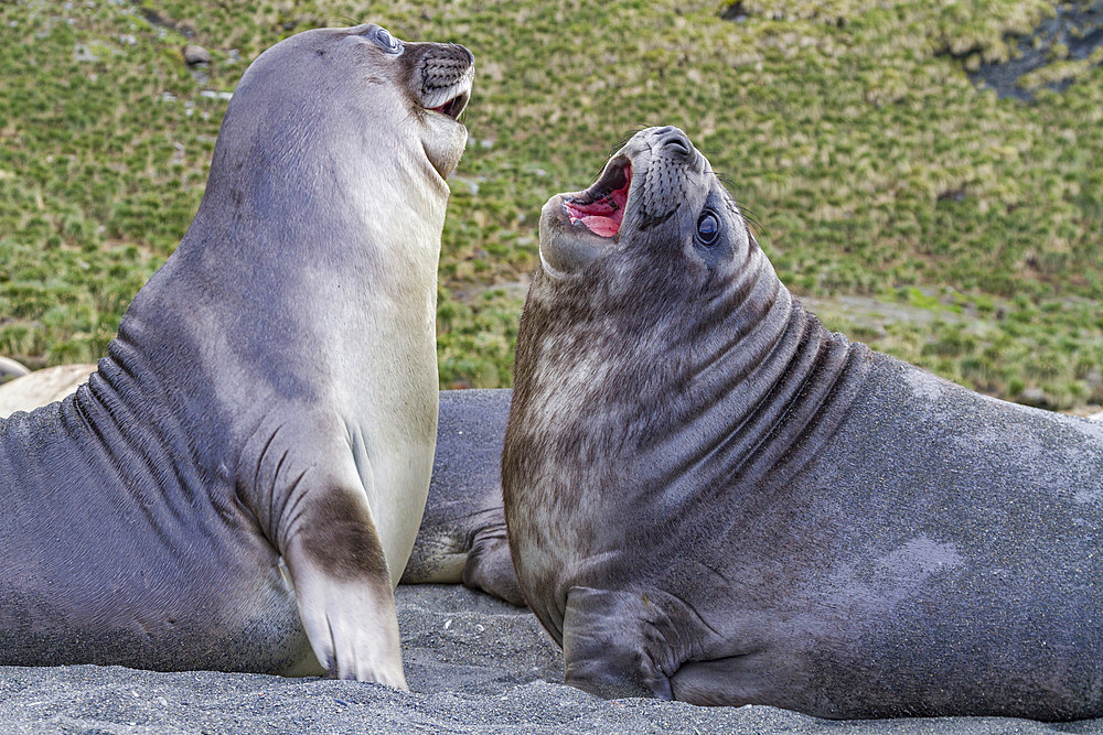 Male southern elephant seal (Mirounga leonina) pups mock fighting on South Georgia Island, Southern Ocean