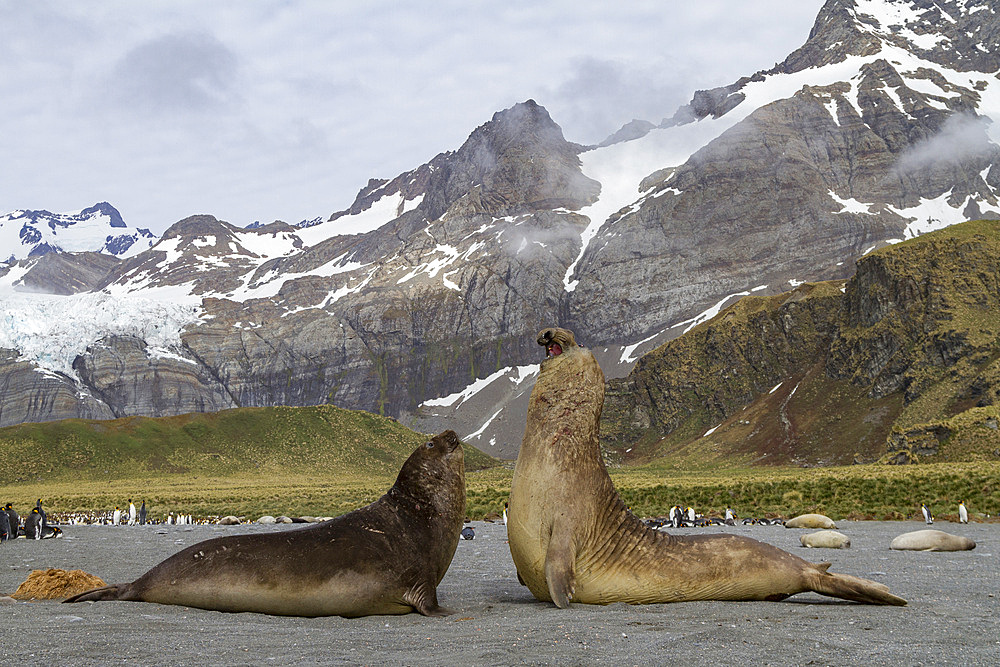 Adult bull southern elephant seals (Mirounga leonina) fighting for breeding grounds on South Georgia Island, Southern Ocean