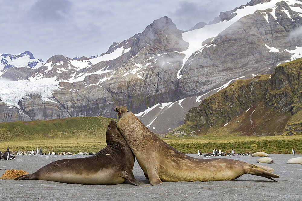 Adult bull southern elephant seals (Mirounga leonina) fighting for breeding grounds on South Georgia Island in the Southern Ocean. MORE INFO The southern elephant seal is not only the most massive pinniped but also the largest member of the order Carnivor