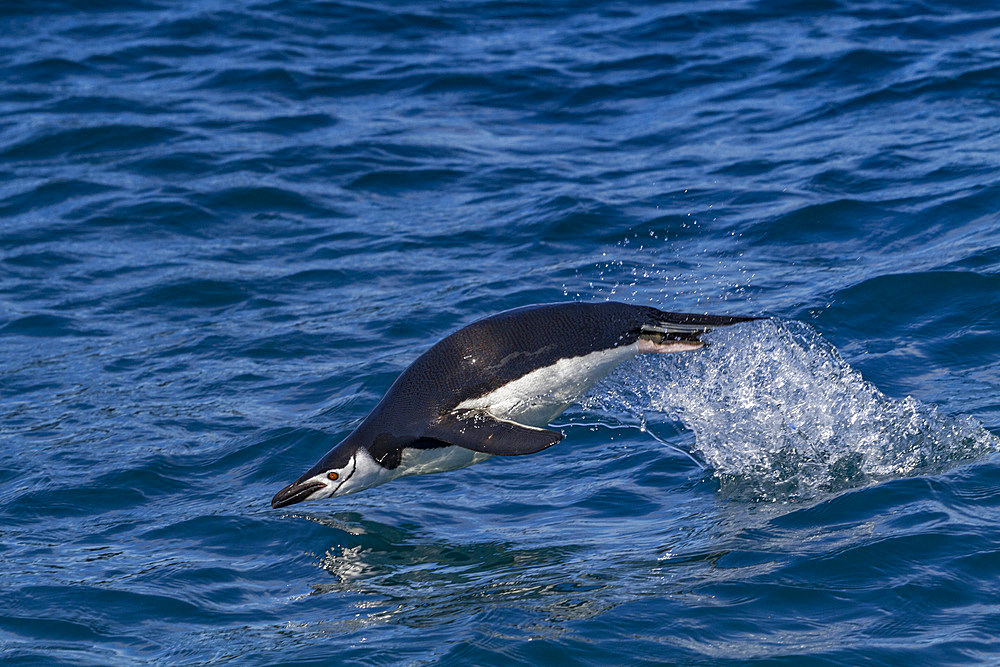 Chinstrap penguin (Pygoscelis antarctica) porpoising in Cooper Bay, South Georgia