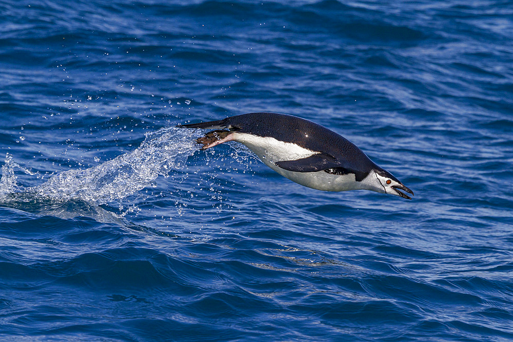 Chinstrap penguin (Pygoscelis antarctica) porpoising in Cooper Bay, South Georgia.