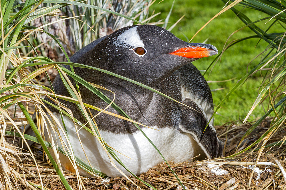 Adult gentoo penguin (Pygoscelis papua) with minutes-old newly hatched chick at Gold Harbor on South Georgia