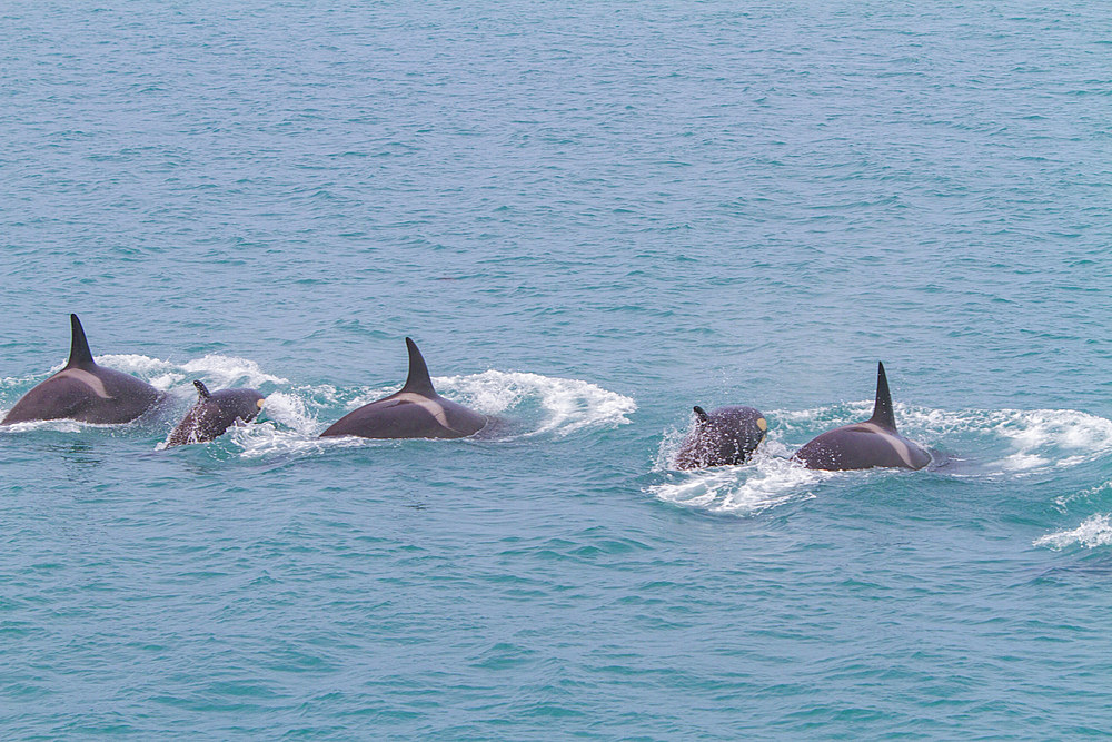 A small pod of killer whales (Orcinus orca) off the coast of South Georgia Island in the Southern Ocean.