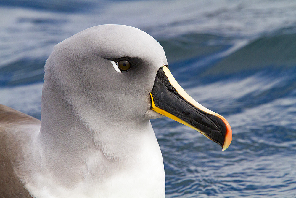 Adult Grey-headed Albatross (Thalassarche chrysostoma) resting on the sea at Elsehul, South Georgia.