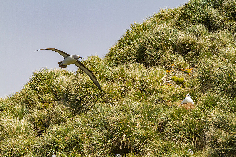 Adult Grey-headed Albatross (Thalassarche chrysostoma) in flight near nesting site at Elsehul, South Georgia