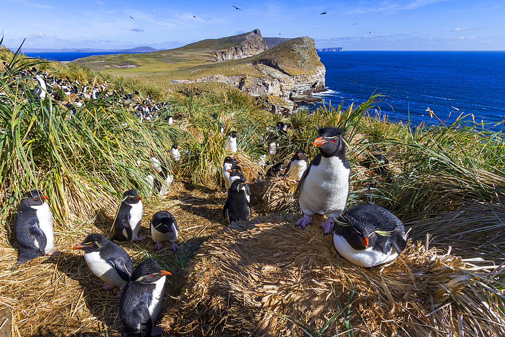 Adult rockhopper penguins (Eudyptes chrysocome chrysocome) at breeding and molting colony on New Island.