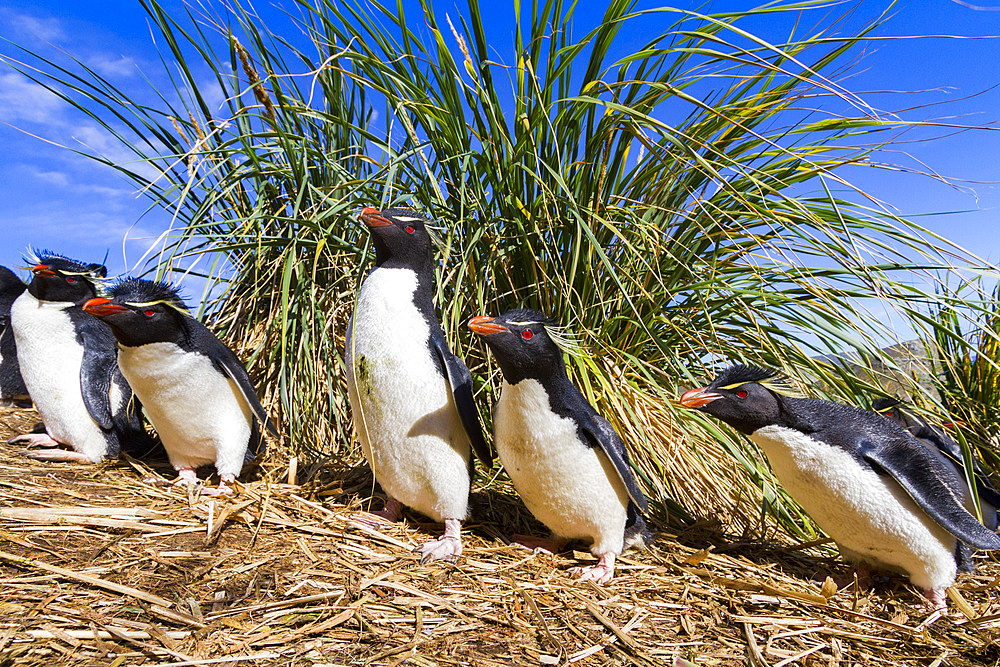 Adult rockhopper penguins (Eudyptes chrysocome chrysocome) at breeding and molting colony on New Island.