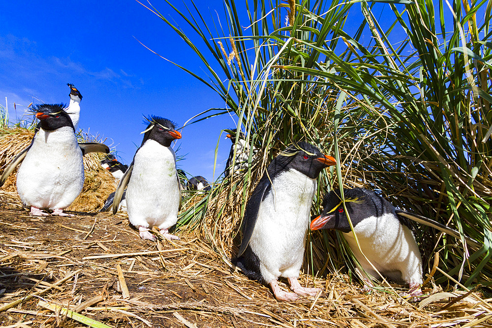 Adult rockhopper penguins (Eudyptes chrysocome chrysocome) at breeding and molting colony on New Island.