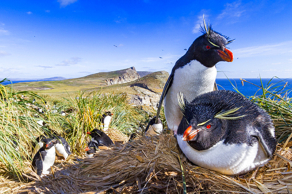 Adult rockhopper penguins (Eudyptes chrysocome chrysocome) at breeding and molting colony on New Island.