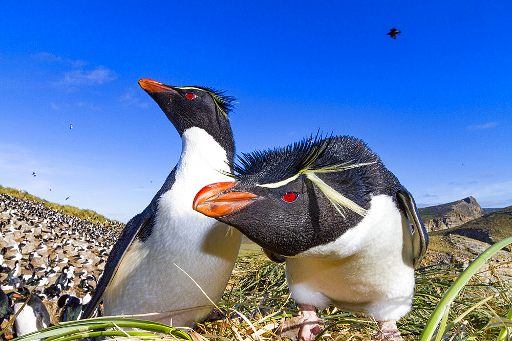 Adult rockhopper penguins (Eudyptes chrysocome chrysocome) at breeding and molting colony on New Island.