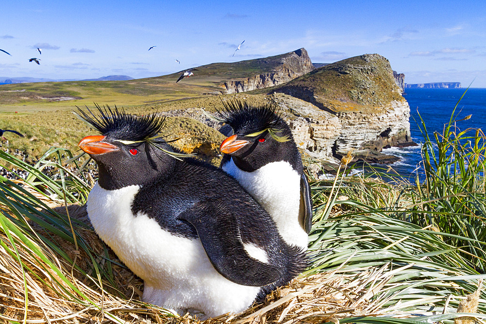 Adult rockhopper penguins (Eudyptes chrysocome chrysocome) at breeding and molting colony on New Island.