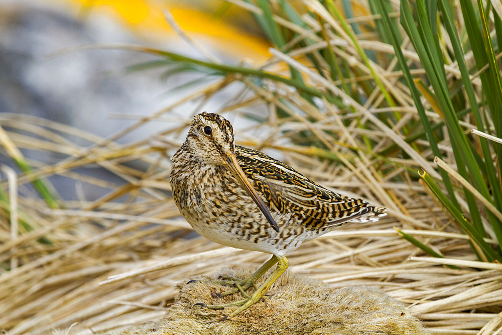 Adult Magellanic snipe (Gallinago paraguaiae magellanica) on Carcass Island in the Falkland Islands.