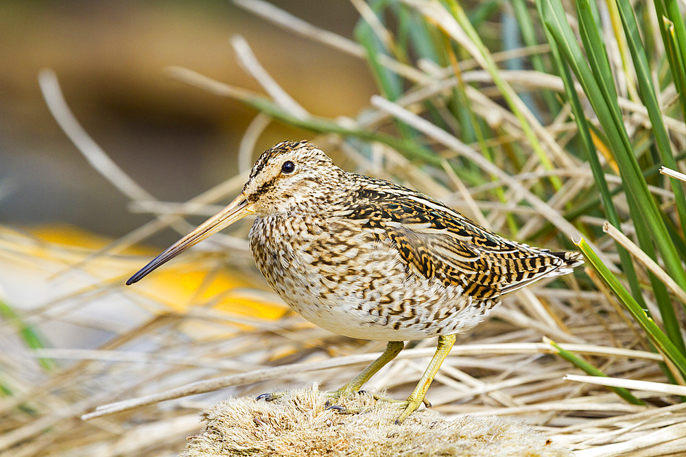 Adult Magellanic snipe (Gallinago paraguaiae magellanica) on Carcass Island in the Falkland Islands.