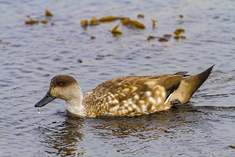 Adult Patagonian crested duck (Lophonetta specularioides specularioides) feeding at low tide on Carcass Island.