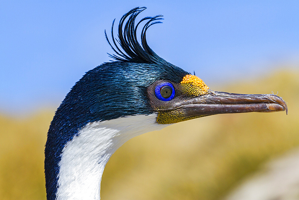 Adult Imperial Shag (Phalacrocorax (atriceps) atriceps) exhibiting intense breeding plumage, New Island, Falkland Islands.