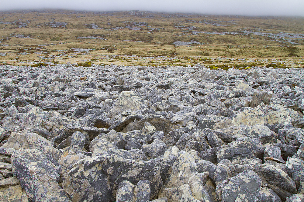 View of the famous rock runs outside Stanley, the capital and only true city in the Falkland Islands, South Atlantic Ocean.