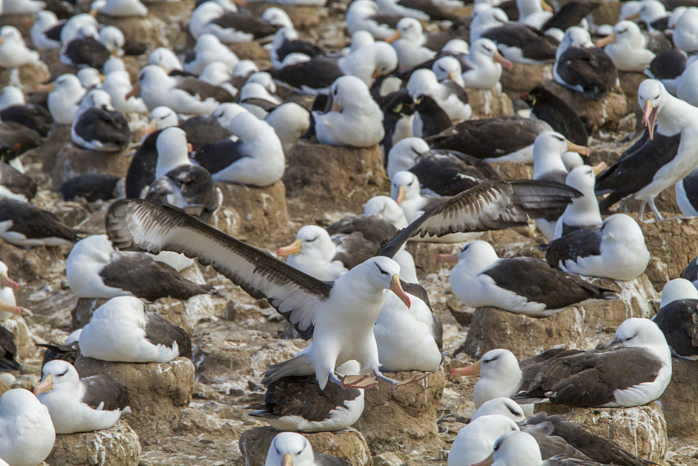 Black-browed albatross (Thalassarche melanophrys) breeding colony on Steeple Jason Island in the Falkland Islands.