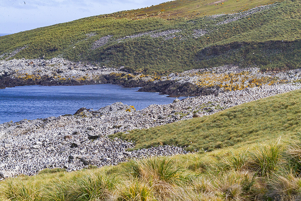 Black-browed albatross (Thalassarche melanophrys) breeding colony on Steeple Jason Island in the Falkland Islands.