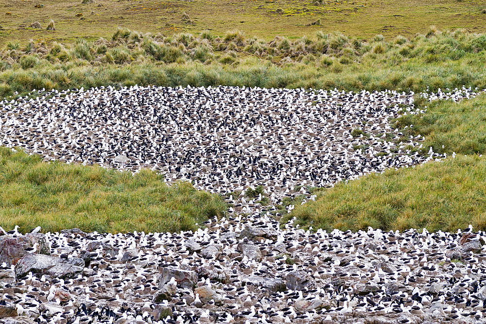 Black-browed albatross (Thalassarche melanophrys) breeding colony on Steeple Jason Island in the Falkland Islands.