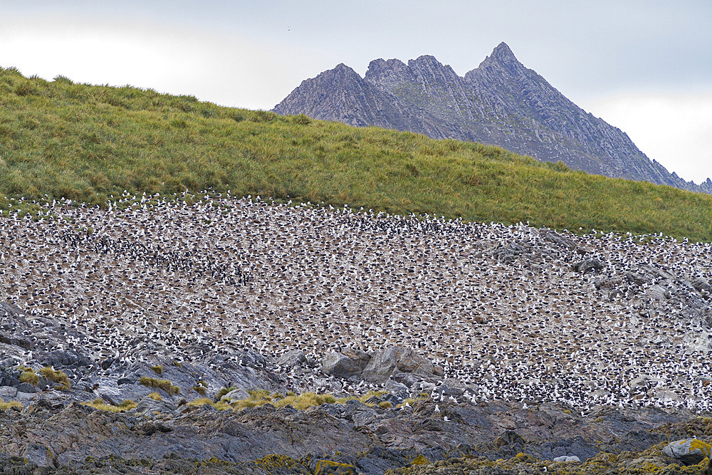 Black-browed albatross (Thalassarche melanophrys) breeding colony on Steeple Jason Island in the Falkland Islands.