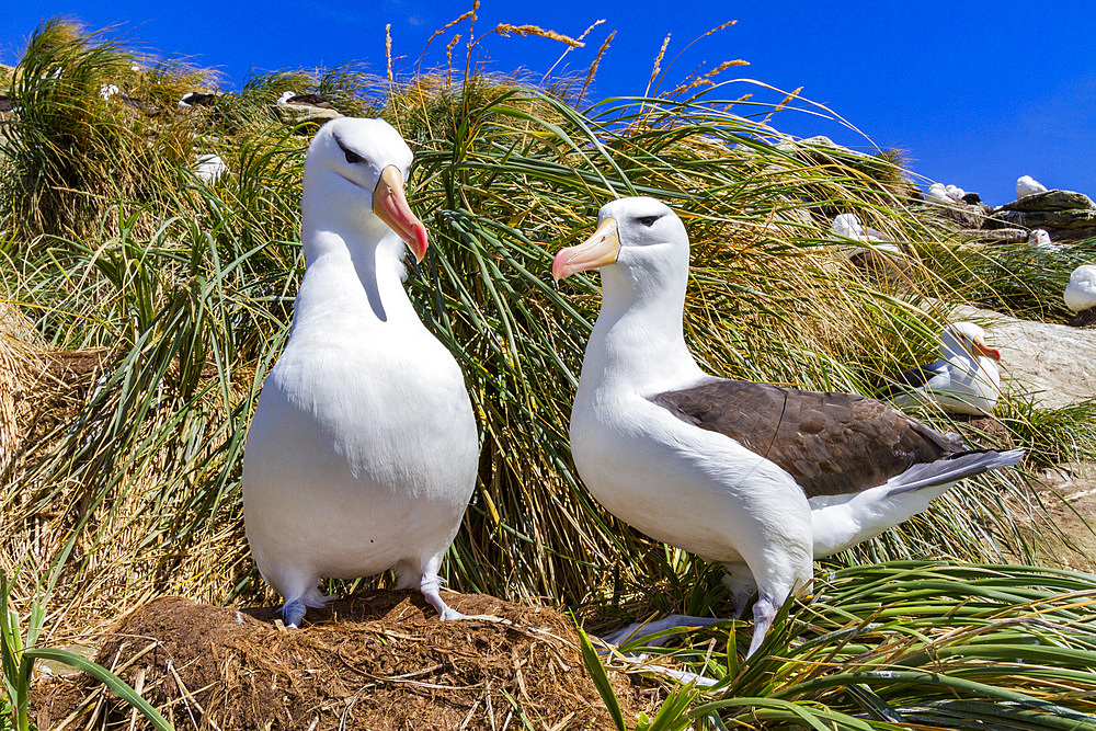 Black-browed albatross (Thalassarche melanophrys) breeding colony on Carcass Island in the Falkland Islands.