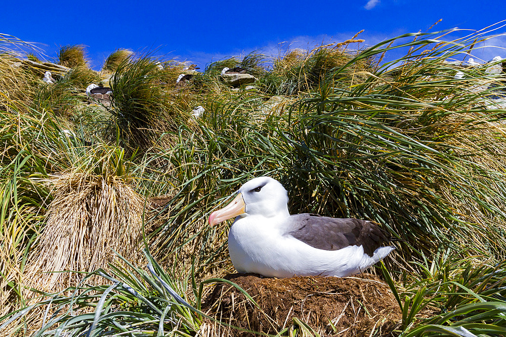 Black-browed albatross (Thalassarche melanophrys) breeding colony on Carcass Island in the Falkland Islands.