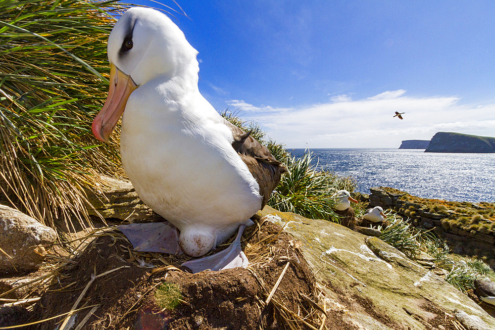 Black-browed albatross (Thalassarche melanophrys) breeding colony on Carcass Island in the Falkland Islands.