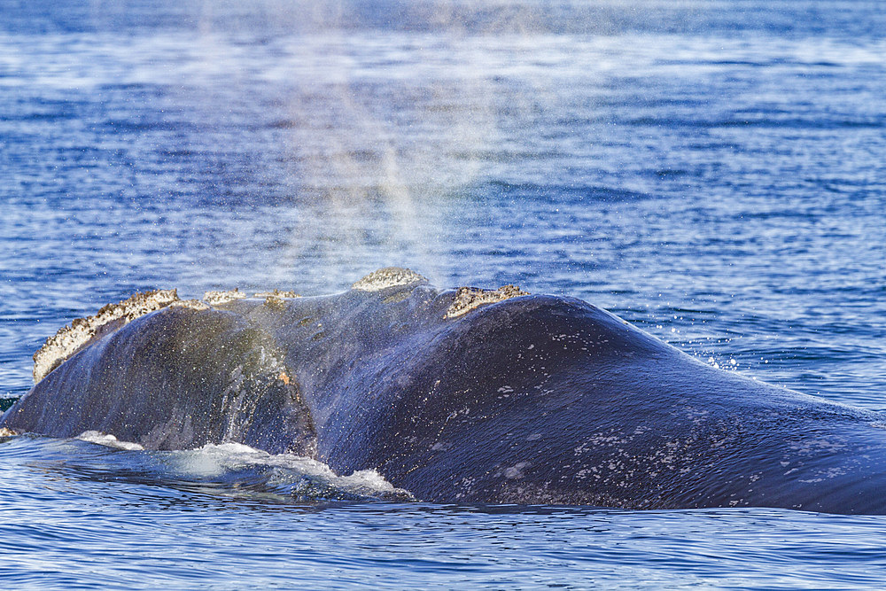 Southern right whale (Eubalaena australis) adult surfacing near Puerto Pyramides, Peninsula Valdez, Argentina.