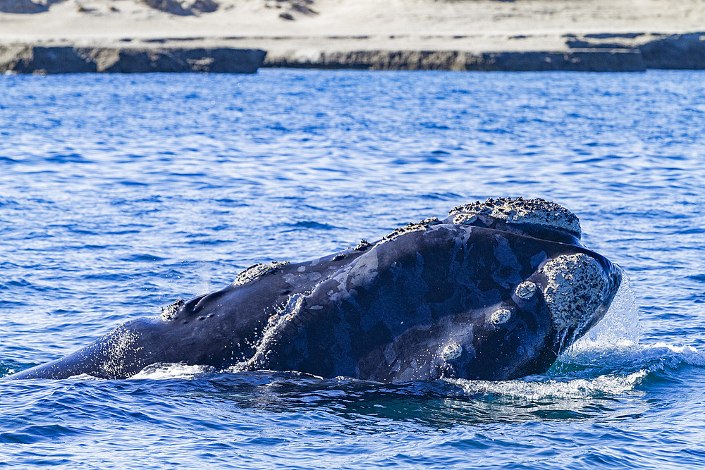 Southern Right Whale (Eubalaena australis) adult surfacing near Puerto Pyramides, Peninsula Valdez, Argentina.