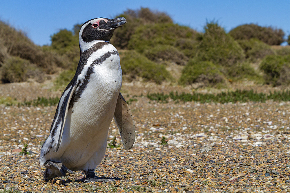 Magellanic penguin (Spheniscus magellanicus) at a breeding and molting site in Estancia San Lorenzo, Argentina.