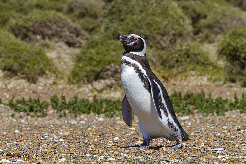 Magellanic penguin (Spheniscus magellanicus) at a breeding and molting site in Estancia San Lorenzo, Argentina.