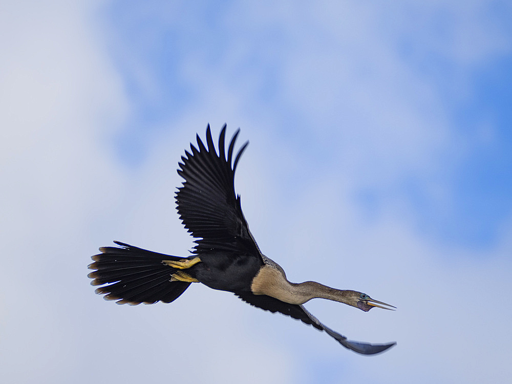 An adult anhinga, Anhinga anhinga, taking flight on New River near the Mesoamerican archaeological site of Lamanai, Belize.