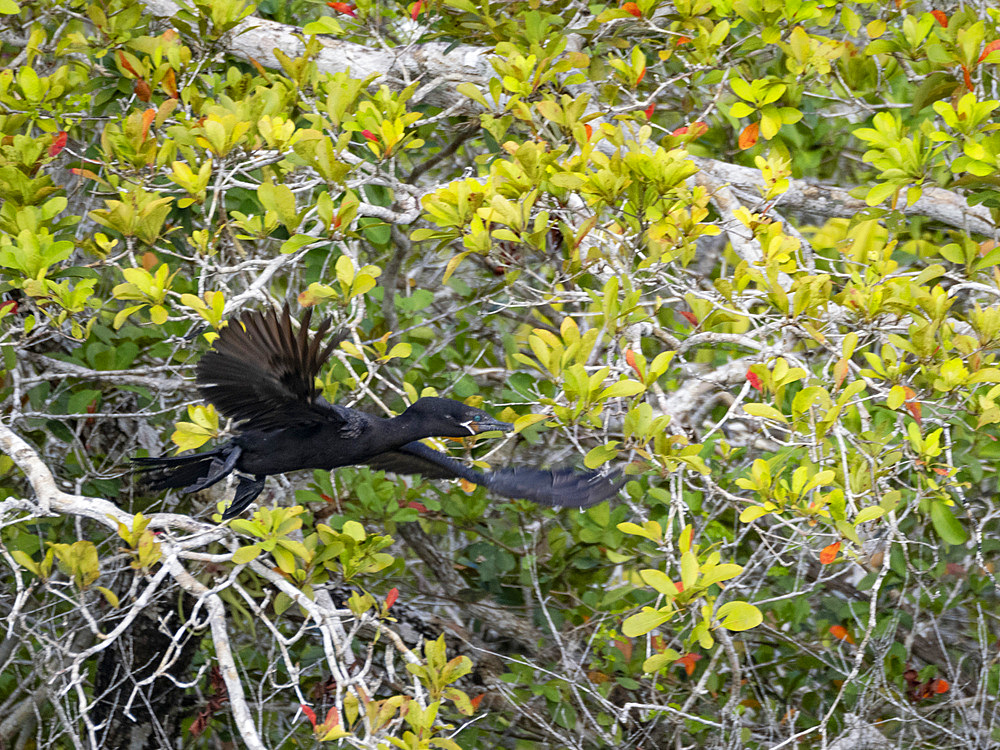 An adult neotropic cormorant, Nannopterum brasilianum, on New River near the Mesoamerican archaeological site of Lamanai, Belize.