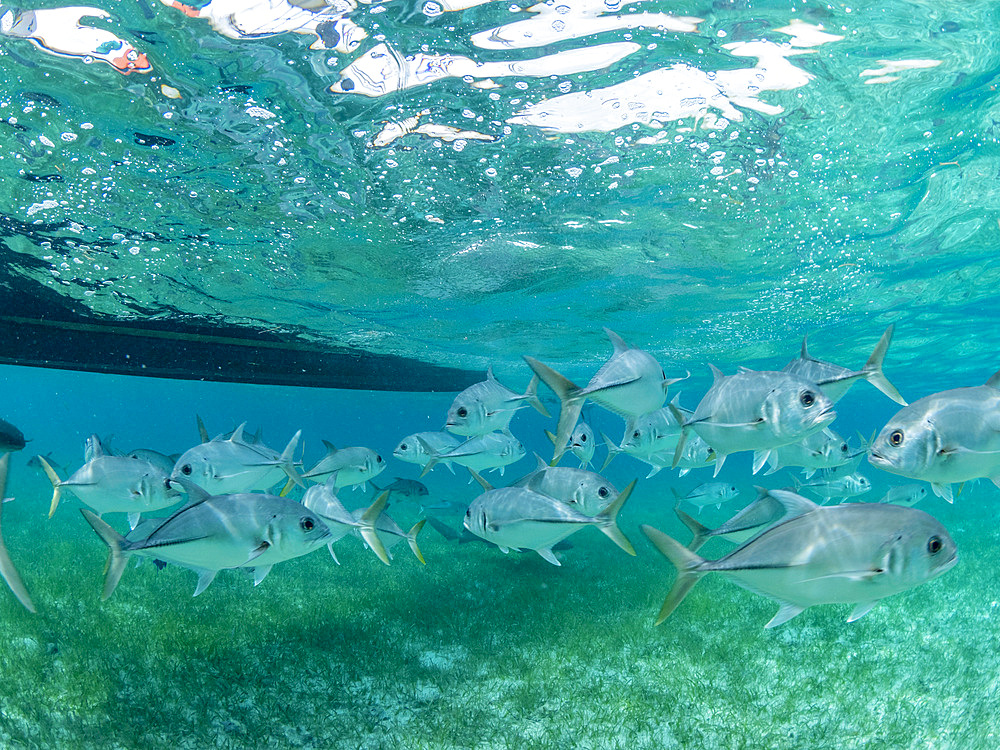 Horse-eye jacks, Caranx latus, schooling in Hol Chan Marine Preserve, inside the Mesoamerican Barrier Reef, Belize.