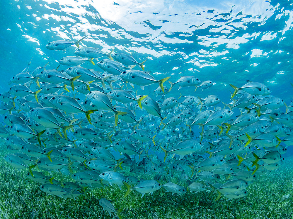 Horse-eye jacks, Caranx latus, schooling in Hol Chan Marine Preserve, inside the Mesoamerican Barrier Reef, Belize.