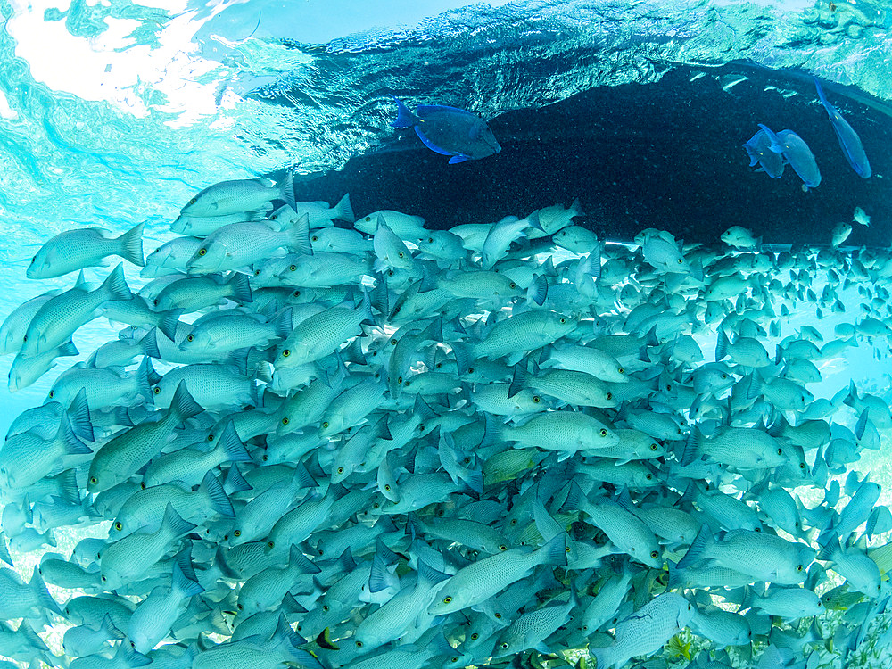 Mangrove snappers, Lutjanus griseus, schooling in Hol Chan Marine Preserve, inside the Mesoamerican Barrier Reef, Belize.