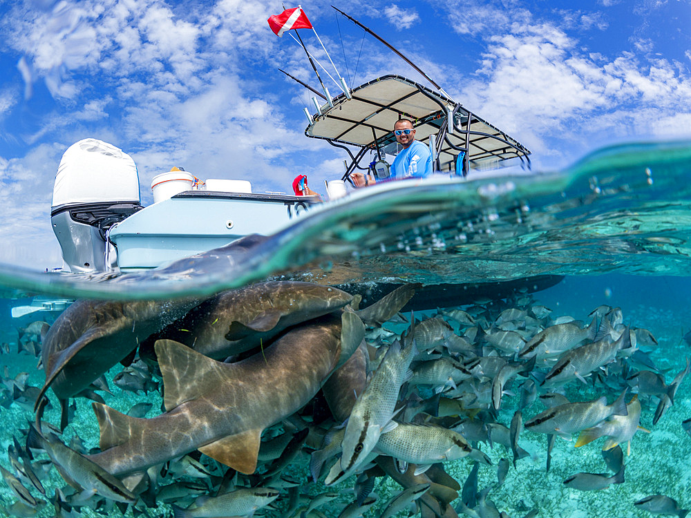 Nurse sharks, Ginglymostoma cirratum, being fed in Hol Chan Marine Preserve, inside the Mesoamerican Barrier Reef, Belize.