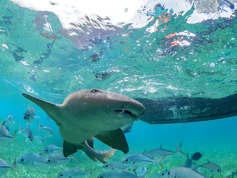 Nurse sharks, Ginglymostoma cirratum, being fed in Hol Chan Marine Preserve, inside the Mesoamerican Barrier Reef, Belize.