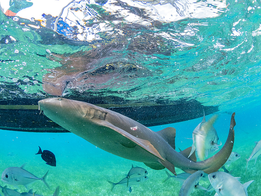 Nurse sharks, Ginglymostoma cirratum, being fed in Hol Chan Marine Preserve, inside the Mesoamerican Barrier Reef, Belize.